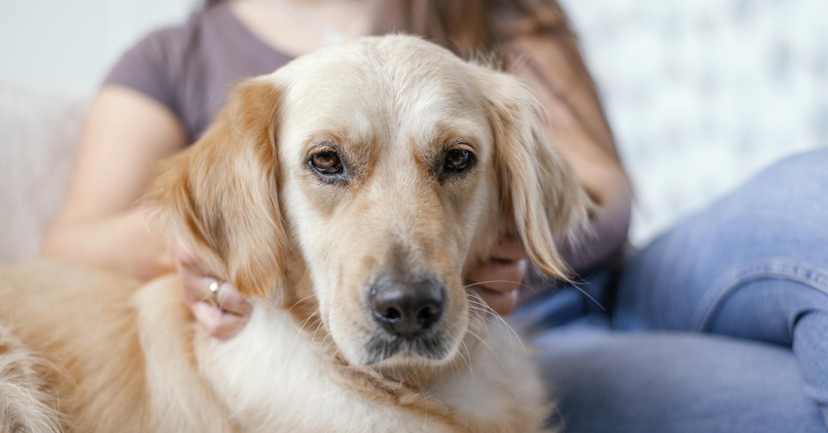 Caring for a Pet With Cancer